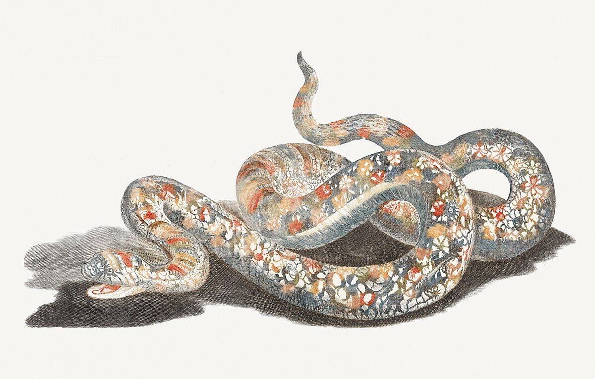 Illustration of a snake in a dream. This image is shown for those who are looking to understand the meaning of snakes in a dream, be it seeing a snake or being bit by a snake or being eaten by a snake or killing a snake in a dream..